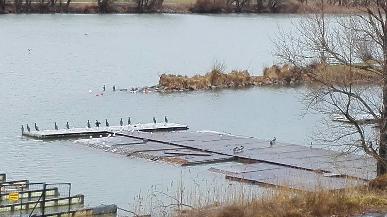 Vögel am verlassenen Steg im Winter