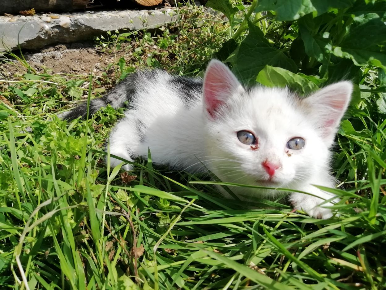 junge Katze im Gras